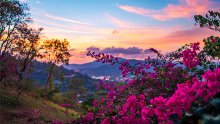 Sunset mountain pinkflowers city sky - a pink sky free wallpaper for desktop