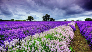 Purple flowers cloudy sky path - cloudy free wallpaper