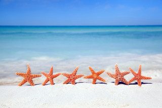 Starfish sandy beach ocean sunny - sandy free wallpaper