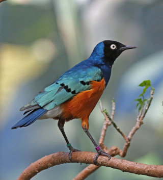 Colorful bird perched branch tree 6 - a branch of a tree free wallpaper