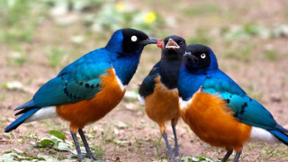 Colorful birds standing ground beaks - two colorful bird free wallpaper