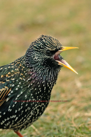 Bird long beak chica macnab - bird free wallpaper