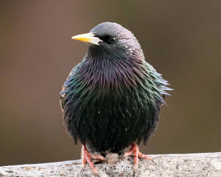Black purple bird rock blurry - a blurry background of trees and grass free wallpaper