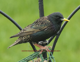 Bird sitting wire fence green - green free wallpaper