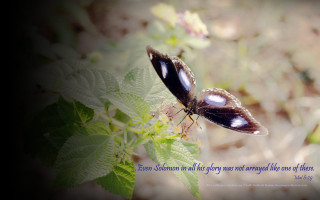 Butterfly quote leafy plant blurry - a blurry background of leaves free wallpaper