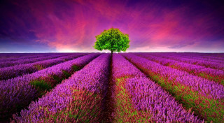 Lone tree lavender field purple - impressionist free wallpaper