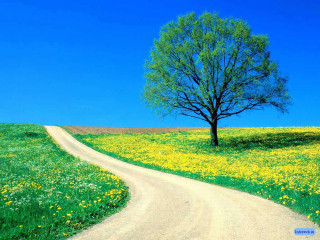 Tree road field flowers grass 2 - postminimalism free wallpaper for desktop