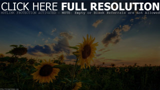 Sunflower field sunset quote beautiful - the background and a quote free wallpaper