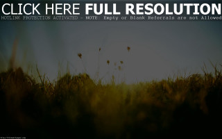 Field grass sky click here - here full resolution free wallpaper