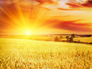 Wheat field sunset clouds sky - the sun free wallpaper