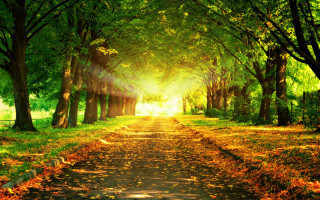 Park path trees leaves sunshine - a path in a park free wallpaper