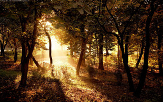 Forest path sunlight trees leaves 2 - forest free wallpaper