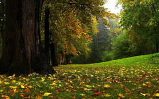 Grassy area with trees leaves - art green free wallpaper