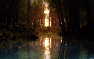 Lake trees forest sun reflection - tree and a forest free wallpaper
