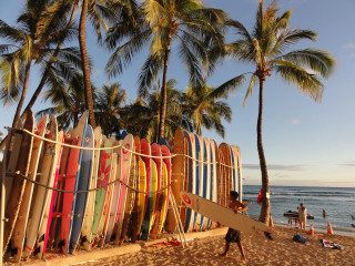 Surfboards beach ocean palm trees - person free wallpaper