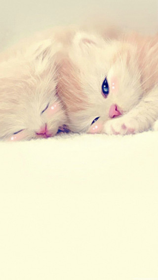 White cat white floor white - funny free wallpaper