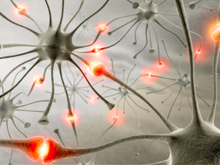 Brain anatomy different parts image - neoplasticism free wallpaper