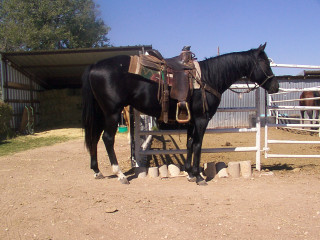 Horse standing corral saddle back - its back free wallpaper