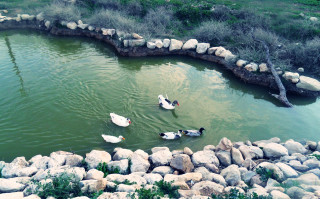 Ducks swimming pond rocks trees - nature free wallpaper