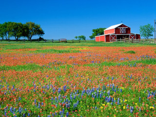 Red barn wildflowers blue sky - a red barn free wallpaper