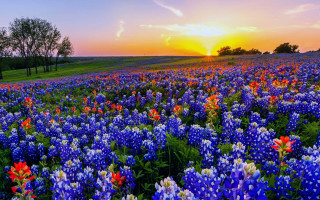 Sunset field flowers purple blue - a field of flowers free wallpaper