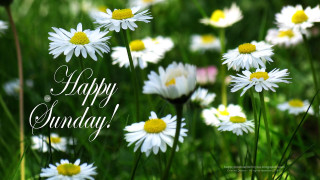 Field daisies happy sunday message - a field of daisies free wallpaper