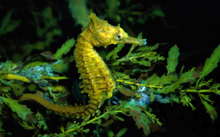 Yellow sea horse water seaweed - underwater free wallpaper