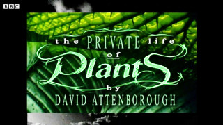 Book cover green plant black - a book cover free wallpaper