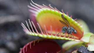Flower bug closeup inside backend - inside free wallpaper