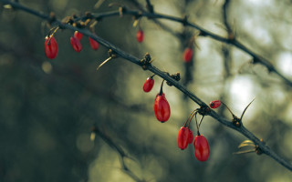 Red berries branch leaves macro - branch free wallpaper