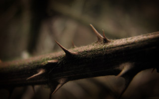 Branch spikes woods moss blurry - moss free wallpaper