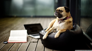 Dog bean bag laptop book - the floor next free wallpaper