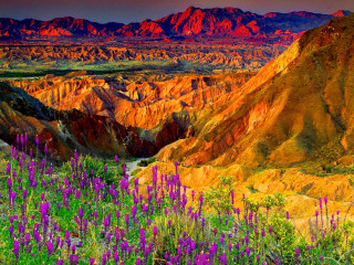 Mountain range wildflowers colorful sky - wildflower free wallpaper