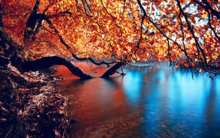 Tree orange leaves water shoreline - orange leaf free wallpaper