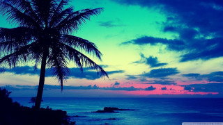 Palm tree silhouette colorful sunset - a tropical setting free wallpaper