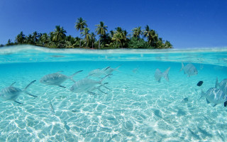 Fish lagoon island palm sky 2 - impressionist free wallpaper