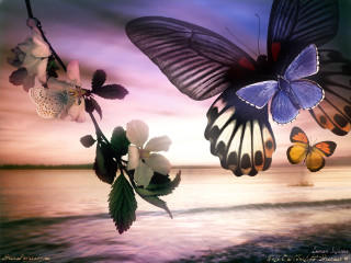 Butterflies flying water sunset pink - a group of butterflies free wallpaper