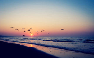 Flock birds flying ocean sunset - a flock of birds free wallpaper