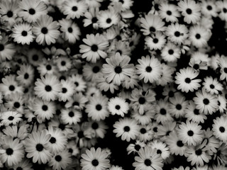 White flowers bouquet floral background - a black border free wallpaper