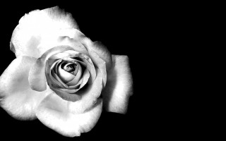 White rose black background christopher - neoromanticism free wallpaper