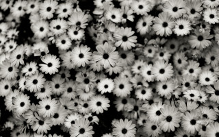 White flower bouquet closeup black - a black border free wallpaper