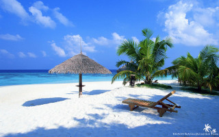 Beach palm umbrella wooden bench - a wooden bench free wallpaper