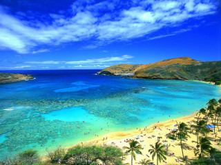 Beach blue water palm trees 3 - the shore free wallpaper