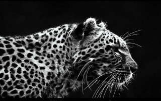 Leopard black white photo distant - its mouth open free wallpaper