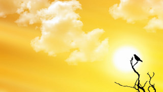 Bird branch yellow sky clouds 2 - a yellow sky free wallpaper