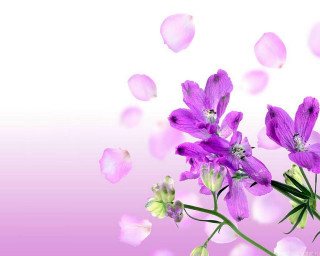 Purple flower butterfly gradient pink - petal free wallpaper