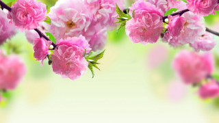 Pink flowers bouquet green leaves - chang daichien free wallpaper