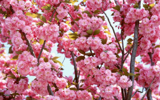 Pink flower tree blue sky 7 - a blue sky in the background free wallpaper for desktop