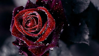Red rose water droplets petals 8 - a red rose free wallpaper