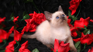 Cat red flowers blue eyes - blue eye free wallpaper